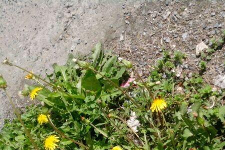 小花属于植物吗