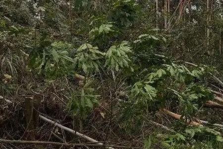 桉树肥料是挖坑放还是撒在地上