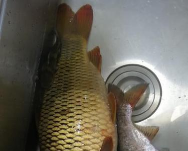 一味鲤适合钓什么水域