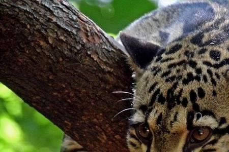 猫科动物4个字