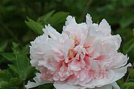 赵粉牡丹移栽后会变白色花吗