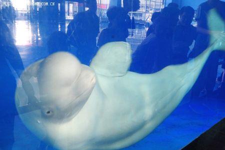 水族馆的白鲸怎么来的