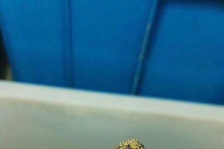 大鳄繁殖难吗