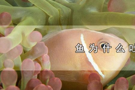 鲤鱼鱼冒泡的特征