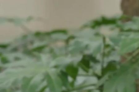 霹雳火高胜寒媳妇最终是谁