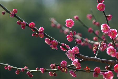 梅花喜欢干还是湿
