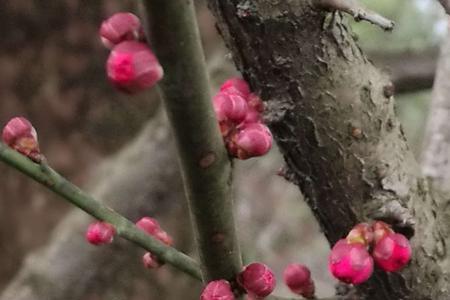 梅花香自苦寒来是什么生肖
