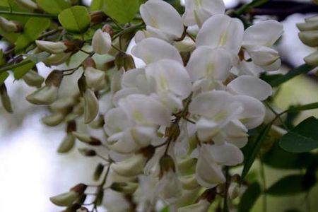 7月份还有洋槐花开是啥原因