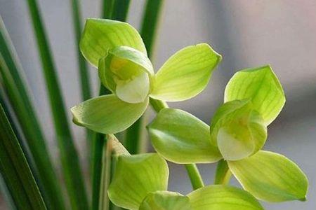 春剑雨露优缺点