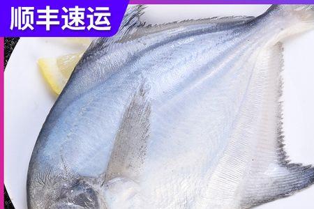 白姑子鱼是深海鱼吗