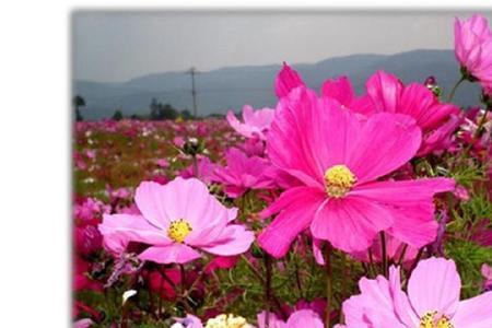 花儿什么填空一年级
