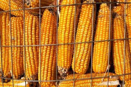 2022吉林卖得最好的玉米种子