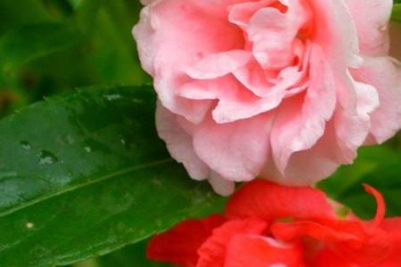 家里为什么不能种凤仙花