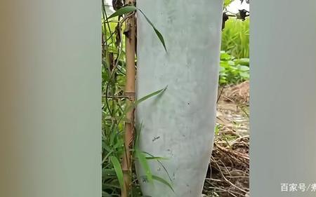 为什么个子矮的要叫矮冬瓜