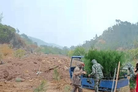 连续下雨天能种树吗