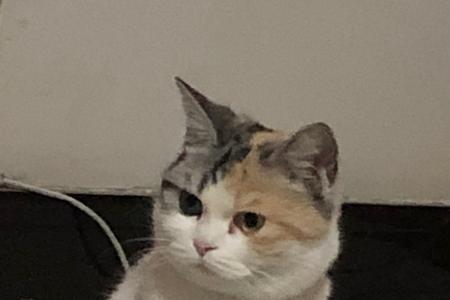 三色猫是家猫还是宠物猫