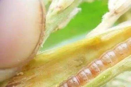 玉米蝗与玉米螟一样吗