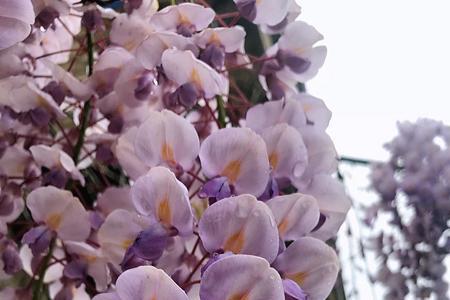 花开一隅什么意思
