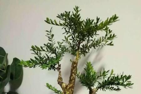 小叶红芽黄扬可以水培生根吗