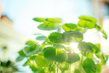 阳光记是什么意思