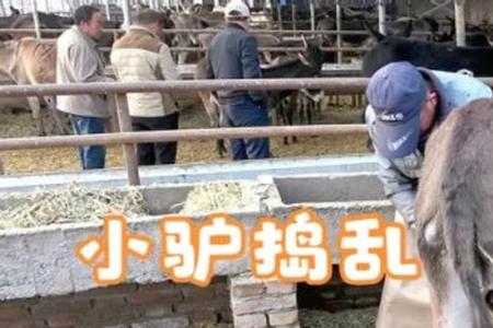 驴妈妈教小驴站起来的故事