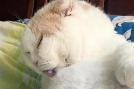 猫吃扫把毛咋回事