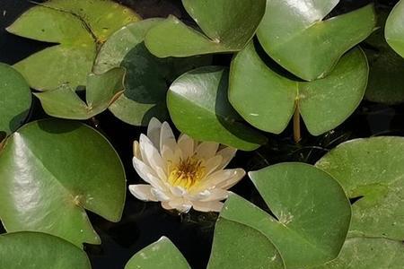 锋芒初露什么意思