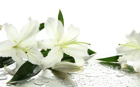 百合花的高雅诗句