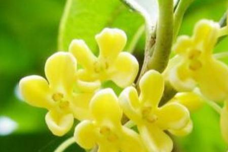 八角桂花是什么桂花