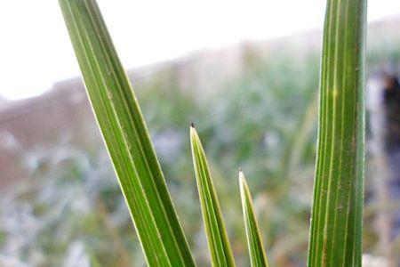 野生惠兰如何从兰叶区分好坏
