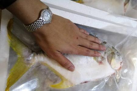 活鱼还是冷冻后再喂