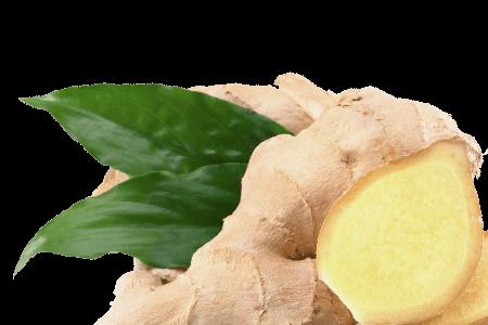 ginger词根