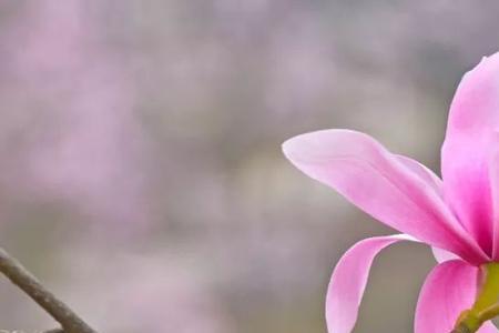 花开大如斗 出自哪首诗