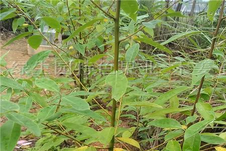 木姜子怎样组培