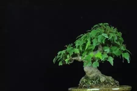 唐枫秋季需要摘叶吗