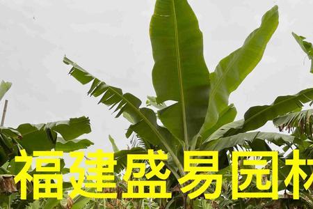 香蕉树种几年最好