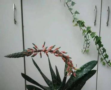 子宝开花后怎么养护