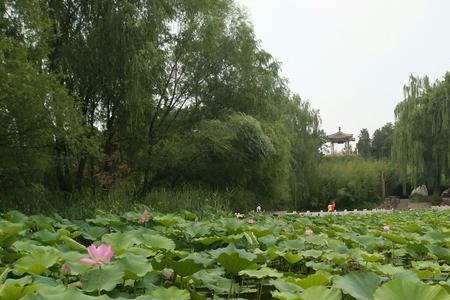 翠柳依依什么意思