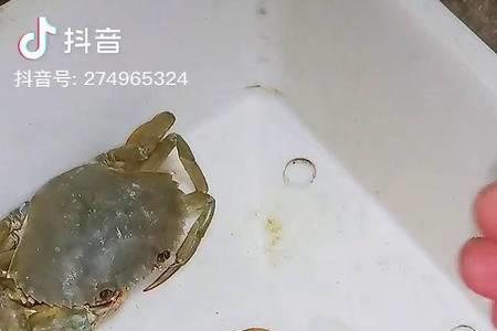 活蝤蠓怎样保存
