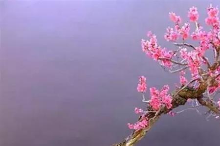 梅花树干有透明液体怎么回事