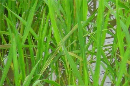 水稻含苞用什么肥料