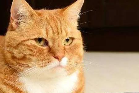 猫咪7岁是养了多久