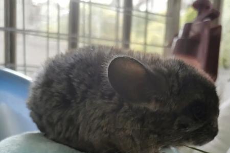 龙猫出差可以放家里吗