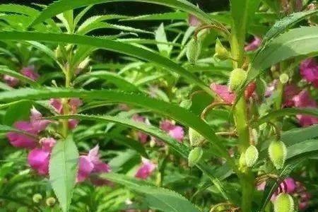 指甲花茎丶三七炖肉做上大
