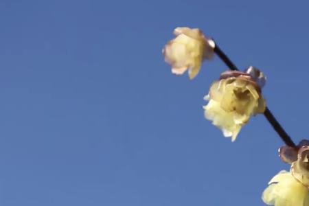 春暖花开会有时的下句