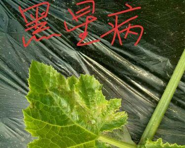 葫芦生长期有脏斑怎么去除