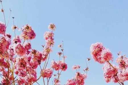 人见人爱 树见花开 反义词