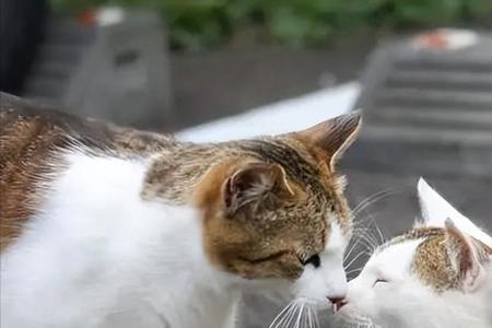两只猫对着哈的时候可以打扰吗