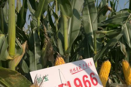 伟科728玉米种筒介绍