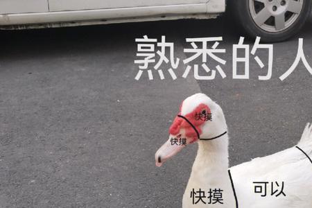 摸鸭子是什么意思